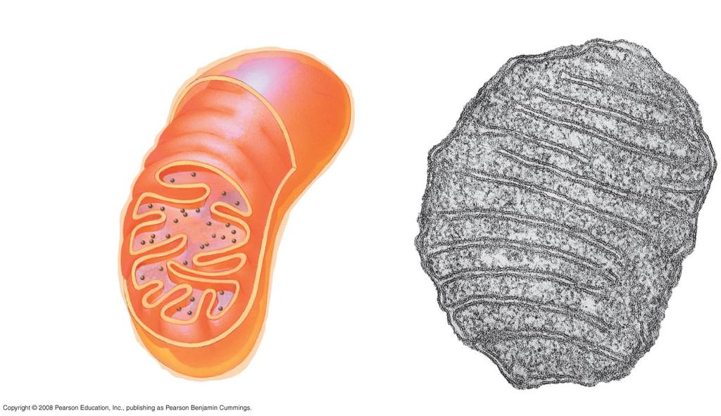 A mitokondrium szerkezete Intermembrán tér külső membrán szabad