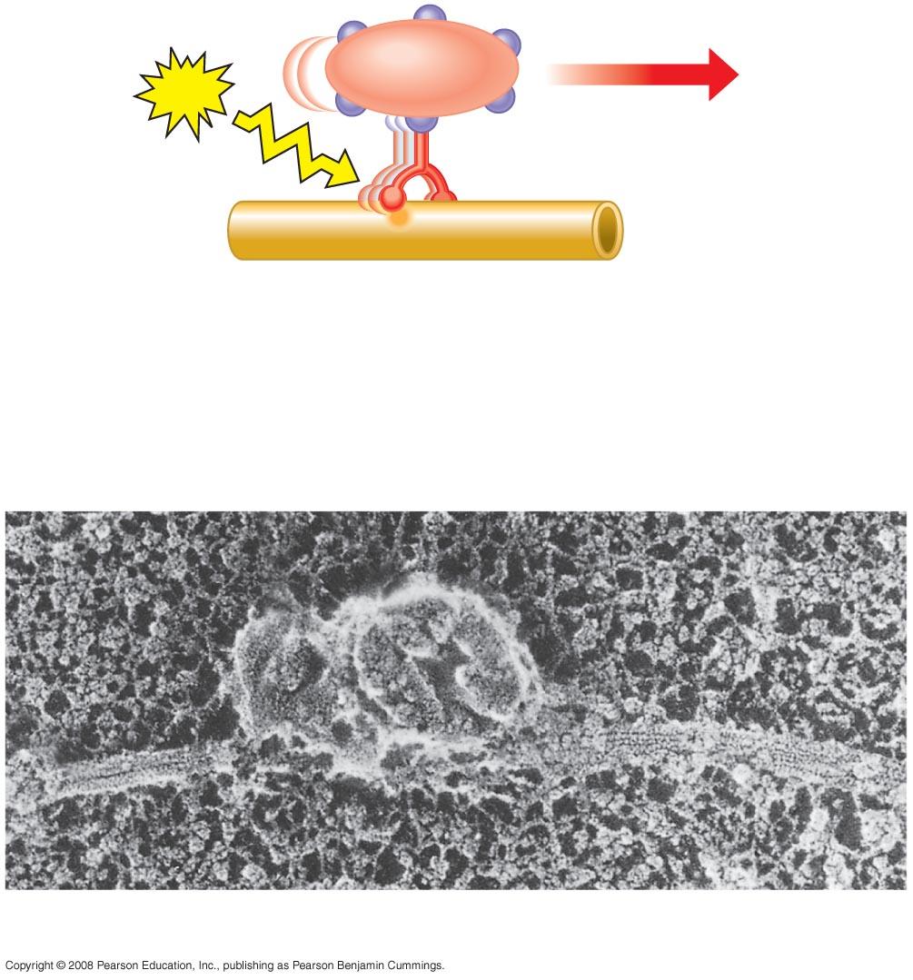 Transzport vezikulák szállítása a mikrobulusokon ATP Vezikula A motor fehérje