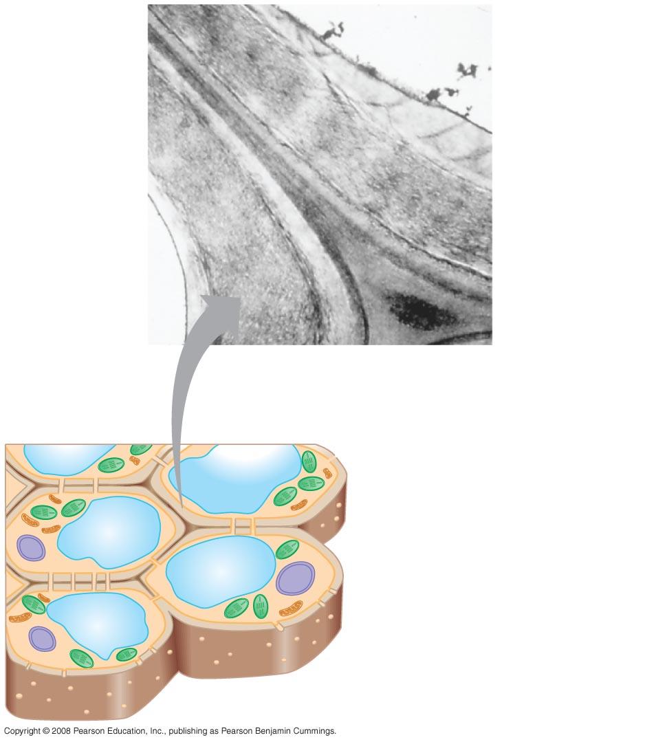 A növényi sejtfal Másodlagos sejtfal Elsődleges sejtfal Közép lemez 1 µm