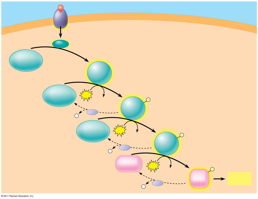 Ligandum A foszforilációs kaszkád Receptor Aktivált továbbító molekula Inaktív protein kináz 1 Aktív protein kináz 1 Inaktív protein kináz 2 P i ATP