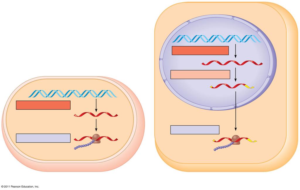 Génkifejeződés a pro- és az eukariótákban Sejtmaghártya Transzkripció DNS RNS processzálás Pre-mRNS Transzkripció