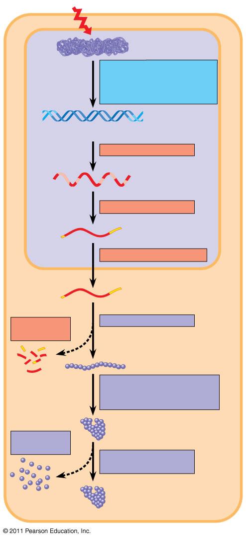 Szignal DNS Sapka RNS Gene NUKLEUSZ kromatin kromatin midifikácó: DNS kicsomagolása Hiszton acetiláció és DNS demetiláció Gén elérhető a transzkripcióra Transzkripció Exon elsődleges átirat Intron