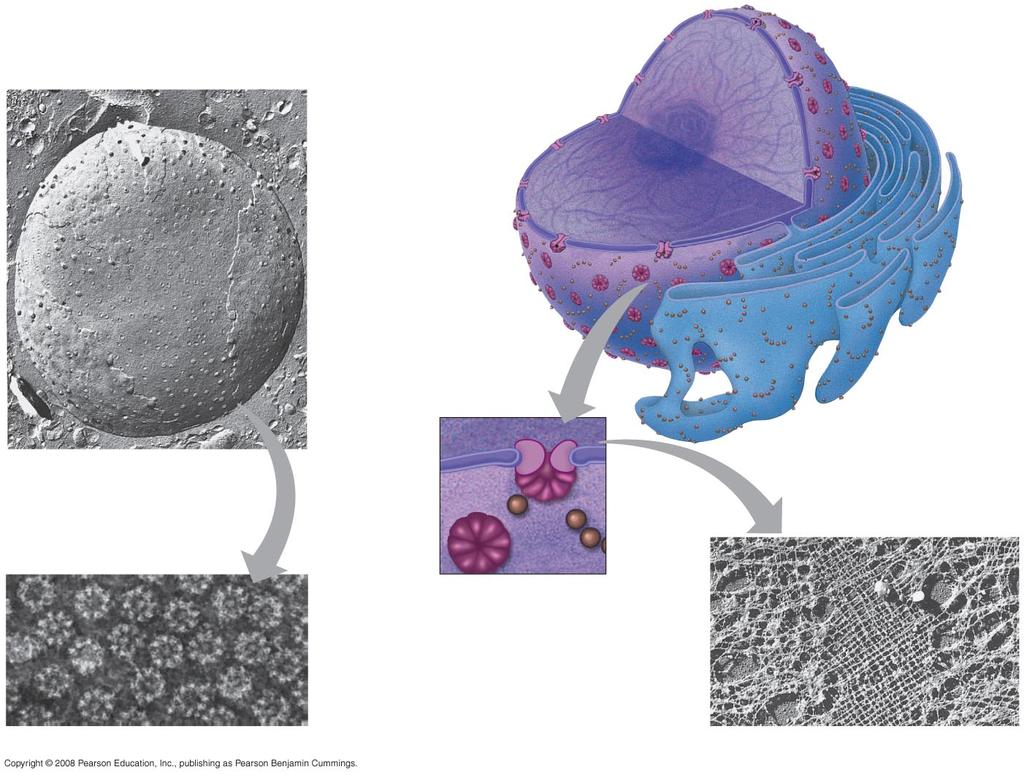Sejtmag és sejtmaghártya szerkezete 1 µm Nukleólusz Kromatin Nukleusz Sejtmaghártya: belső membrán külső membrán