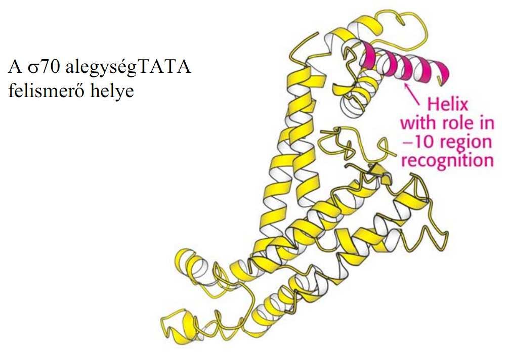 enzim: α 2 ββ végzi a szintézist a σ faktor leválás után. A -10 szekvencia (Pribnow-box) hasonló az eukariótákban levő TATA boxhoz.