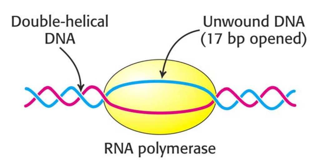 Az RNS szintézis A DNS