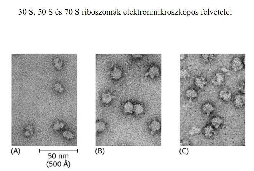 A fehérje szintézis helye : a riboszóma Kis alegység Nagy alegység Riboszóma Prokarióta 30S RNS: 16S Fehérje: 21