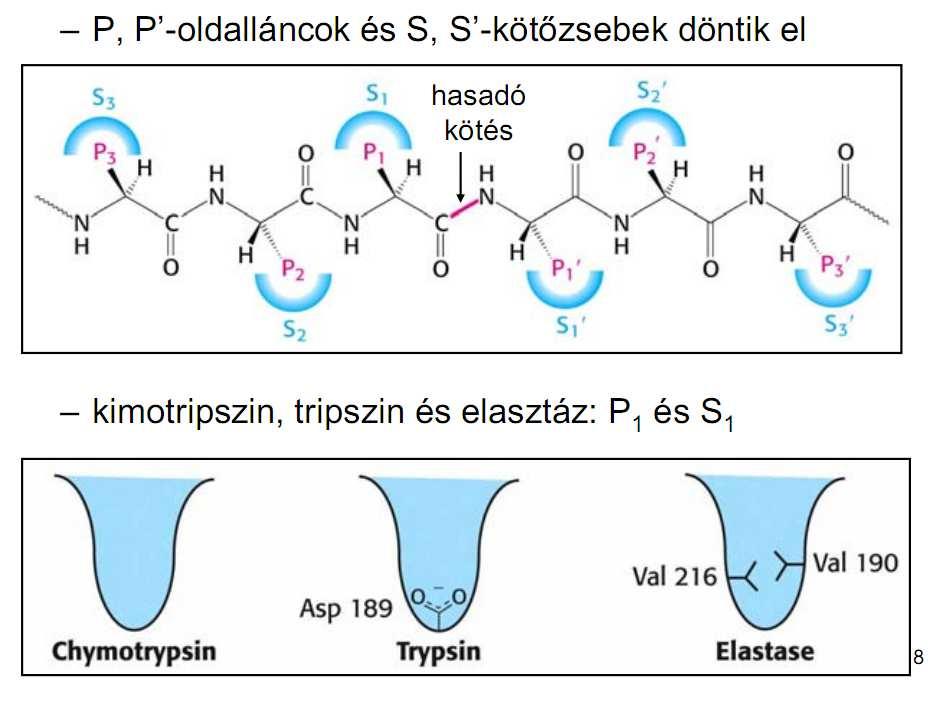 A proteázok szubsztrátspecificitása Schechter & Berger
