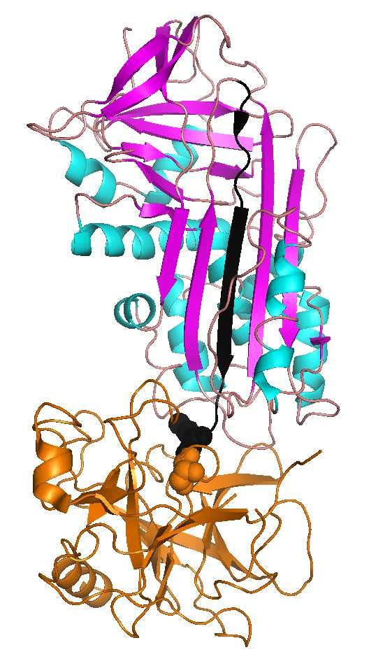 PDB kód: 2D26 (serpin - proteáz kovalens komplex) P1 hely (Met) Aktív Ser 57 Amit tudni illik A Fehérjeszintézis: transzláció és a Fehérje lebontás (proteolízis) témakörből Kémiai képletek: szerin,