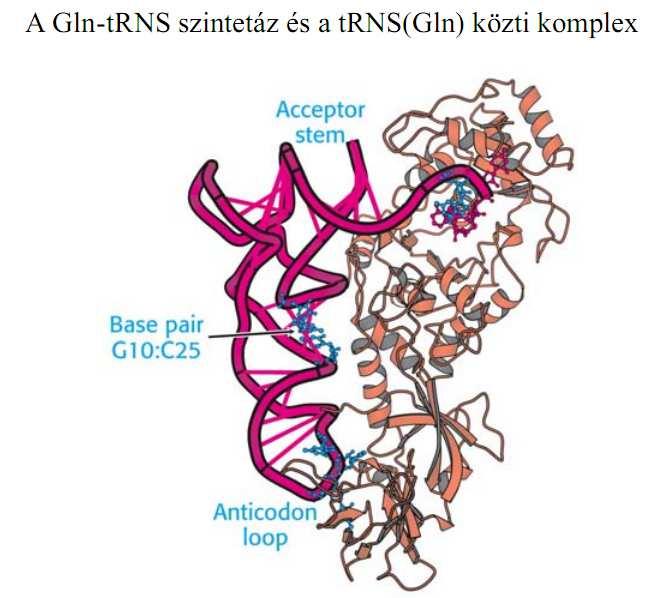 Más aminoacil-trns szintetázok az antikodont és a trns egyéb részeit is felismerik 17 A legtöbb aminoacil-trns szintetáz rendelkezik hibajavító mechanizmussal Az