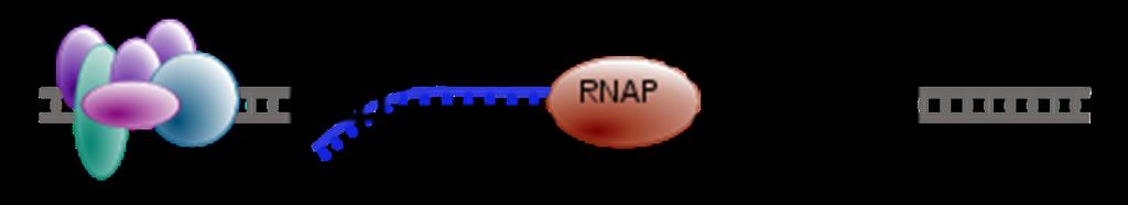 Iniciáció: Transzkripció (DNS RNS) A transzkripciós faktorok