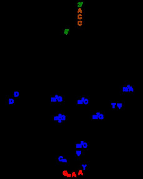 Transzláció (mrns trns aminosav) Bázishármasok
