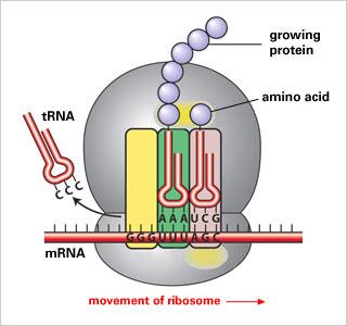 Transzláció (mrns trns aminosav) A riboszóma 5 3 irányban olvassa le az