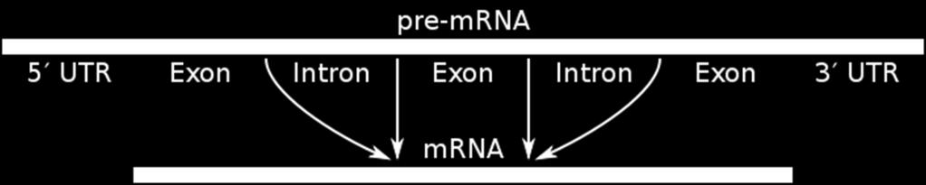 Génexpresszió START és STOP triplet / kodon között Transzkripciós faktorok DNS