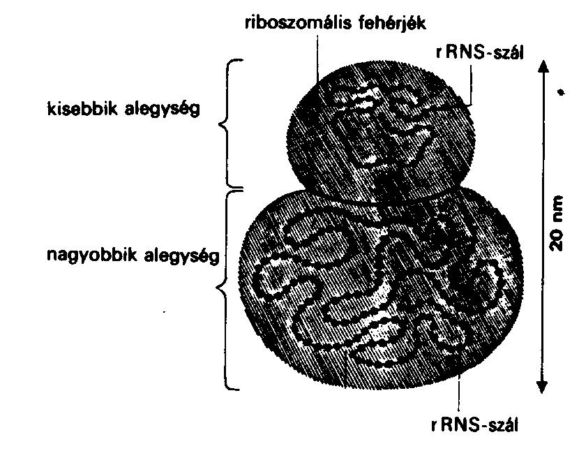 A két alegységet Mg 2+ ionok kapcsolják össze.