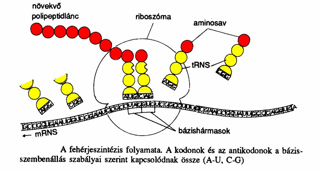 Fehérjeszintézis riboszómán