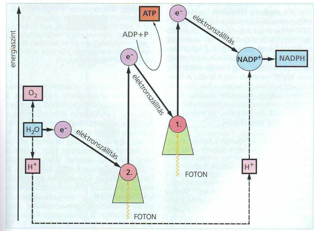 bont és ATP-t termel Az 1.
