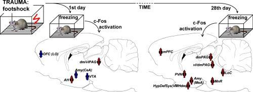 Felejtés trauma Tulogdi et al. 2012 Brain Res Bull. 88(4):359-70 28 napon kezdett kioltódás után nincs szignifikáns fear recovery/visszaesés az 56.