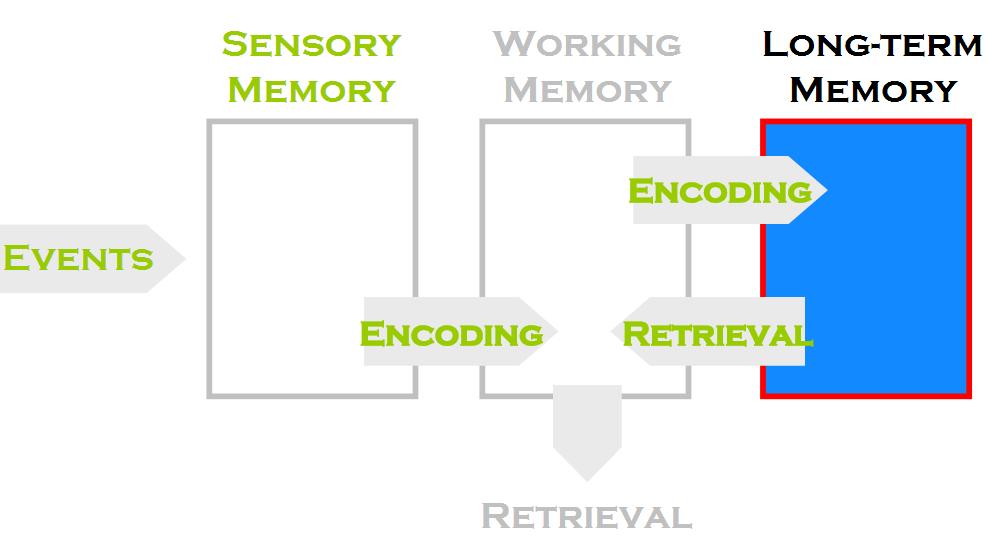 Tanulás/memorizálás folyamata Memória: A tanulás, a memória működése több részfolyamatból áll.