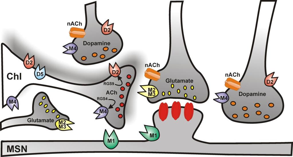 (Hasselmo, 2006 Curr Opin Neurobiol) Neurotranszmitterek Glutamát LTP GABA gátolják a memórianyomok kialakulását (GABA A -R; GABA B -R) Monoaminok serkentik a memória kialakulását dopamin: jutalom (N.