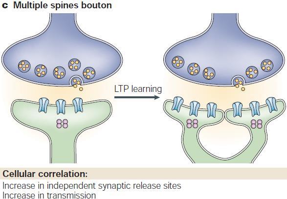 Szinapszisok stabilizálódása/ dentritüske morfogenezis: -néhány óra alatt bekövetkezik -többszörös kapcsolat alakul ki a preszinatikus boutonnal - Eredménye a