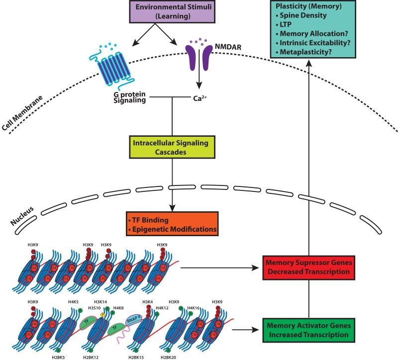 Euchromatin - Active Transcription Sejtmag Epigenetikai változások Az EG-i módosulások: aktívan és szelektíven indukálhatók speciális szignálkaszkádok