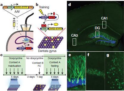 Neuronok/populációk Magatartásvizsgálatok (optogenetika) Optogenetika lehetővé teszi hogy neuronokat/populációkat szelektíven vizsgáljunk: Kondícionált félelemben a kontextuális memória kialakulásért