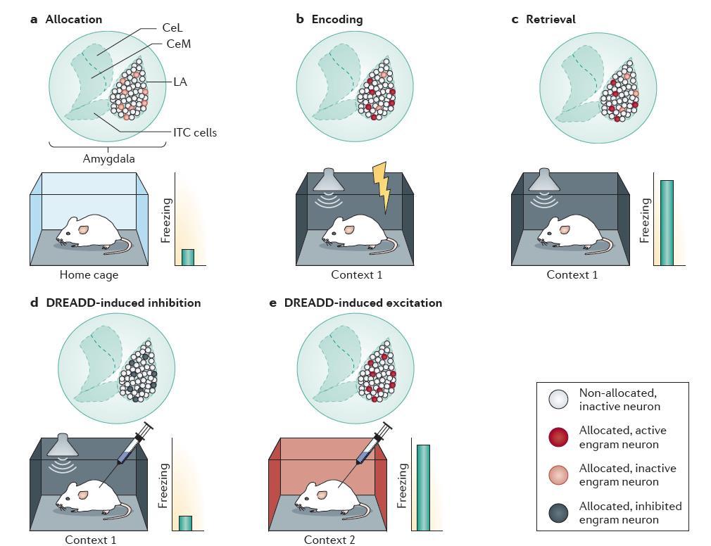 Neuronok/populációk Magatartásvizsgálatok(DREADD) clozapine-n-oxide (CNO) designer receptors exclusively activated by designer drugs (DREADDs) DREADD-et (G-fehérje kapcsolt receptor) AAV