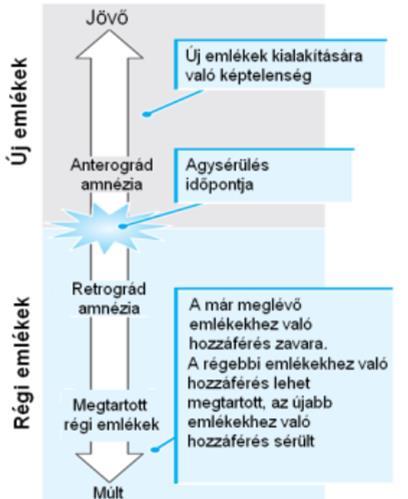 Amnézia Az emlékezeti funkciók kisebb vagy nagyobb mértékű, átmeneti vagy tartós sérülése.