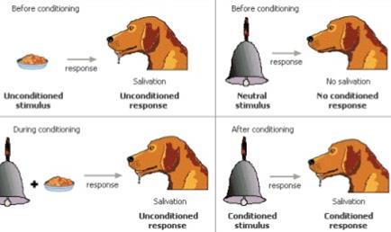 Szerzett Tudás-Klasszikus kondícionálás Asszociatív tanulás: két vagy több inger társítása Pavlov(Nobel díj 1904): Klasszikus kondícionálás (feltételes reflex): A feltétlen és feltételes inger időben