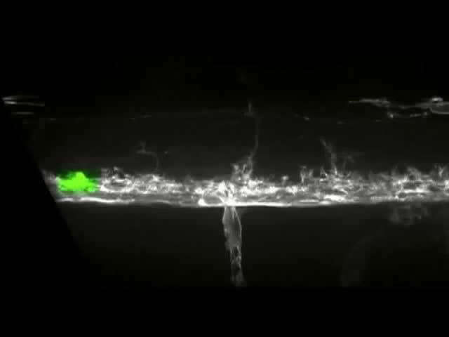 Youtube video Uploaded on Nov 16, 2006 David Salisbury Living zebrafish embryos, developing spinal cord.