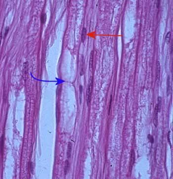 crest eredetűek Schwann cells forming myelin sheathes around axons.