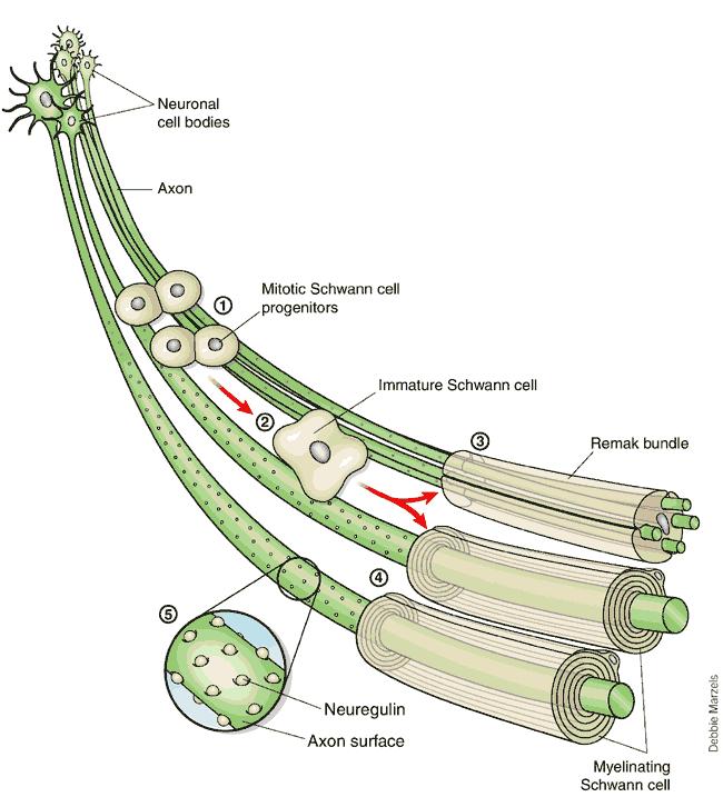 Schwann sejt érés Schwann sejtek neural crest eredetűek, a növekvő axonok mentén vándorolnak. A korai Schwann prekurzorok axonális kontakt nélkül nem élnek túl.