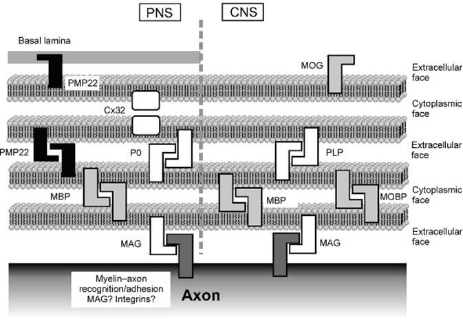 Schwann sejt Myelin ptoteins P2, protein 2 - FABP család tagja - myelin citoplazmatikus oldalán expresszálódik - talán intracelluláris zsírsavtranszport ban játszik MAG - periaxonális Schwann sejt