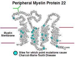 Schwann sejt PMP22, Peripheral myelin protein 22 - tetraspan membrane glycoprotein - trembler mutáns (PMP22 pontmuációk): PNSscpecifikus dismyelináció (P0 KO-hoz hasonló) - myelináció kezdeti