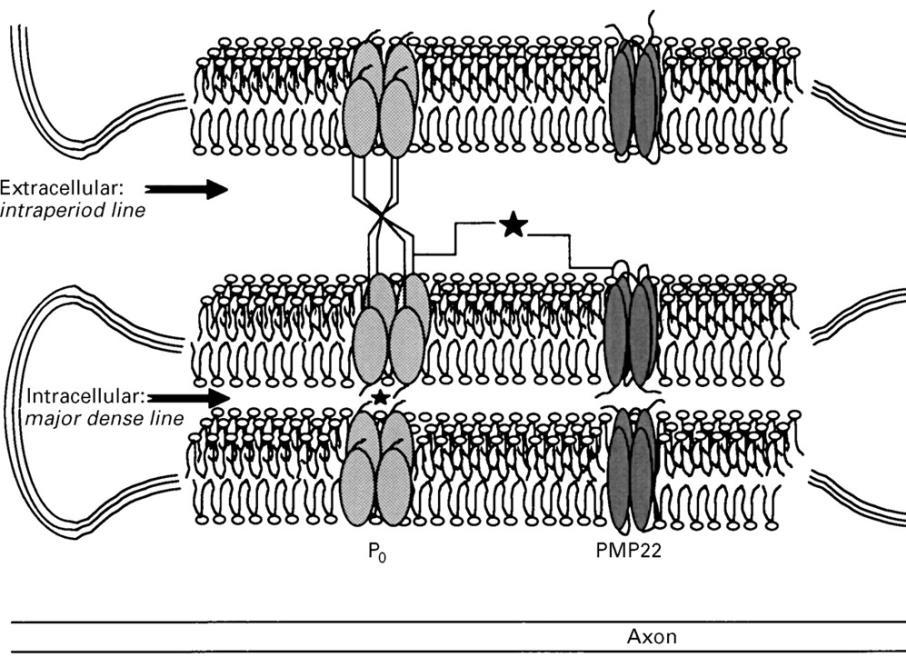tagja - PNS myelin 50% -a - Schwann-sejt specifikus (ODC nem expresszálja) - myelin lamellák adhéziójáért felel (mint PLP CNS-ben) - P0 KO egerek: komoly hiponyelináció és axondegeneráció - bár a