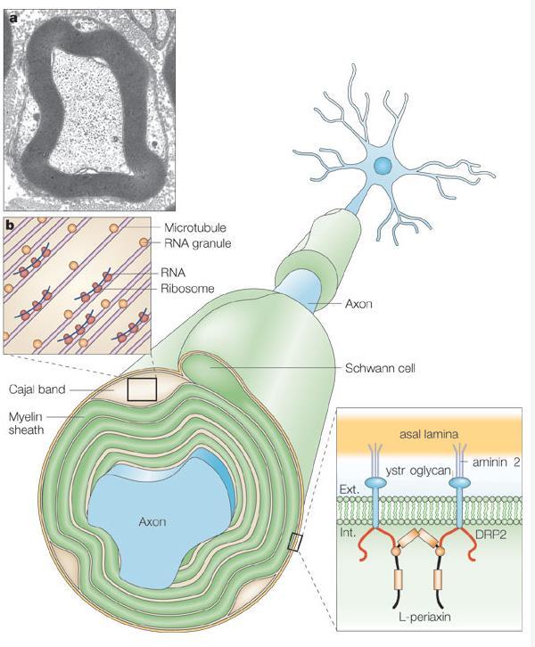 Schwann sejt Cajal bands are cytoplasm-filled channels that lie underneath the plasma membrane of the Schwann cell.