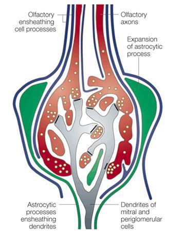 ONEC GFAP olfactory receptor neurons olfactory epithelium (OE) ethmoid bone (EB) ONECs olfactory nerve layer (ONL) glomerular layer (GL) mitral cell layer (ML)