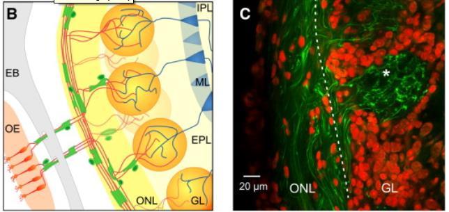 borító nyálkarétegbe. Axonjaik a szaglóideget alkotják, melyet ONEC sejtek kísérnek egészen a bulbusig.