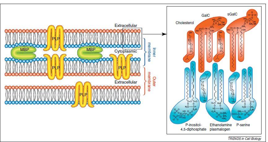 Oligodendrociták Myelin-lipidek - 70% lipid