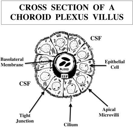 Ependima choroid plexus CP 3 kompertmentuma: - vaszkuláris zóna (20% of tissue volume), -