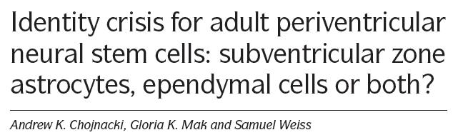 Ependima őssejt? 1992, Reynolds, Weiss Richards, L. J., Kilpatrick, T. J. & Bartlett, P. F. De novo generation of neuronal cells from the adult mouse brain. Proc.