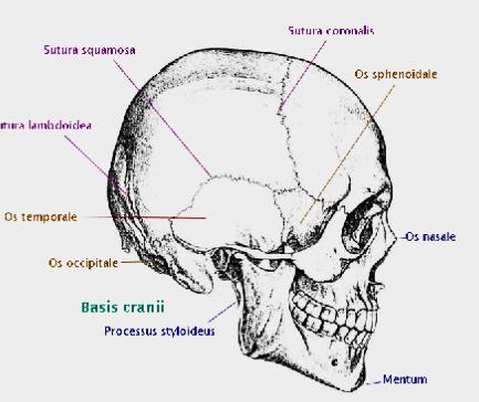 cranii AGYKOPONYA CSONTJAI: 1. Os frontale : homlokcsont 1 csont benne van a homloküreg (sinus frontalis) 2. Os sphenoidale : ékcsont A koponyaalapon van.