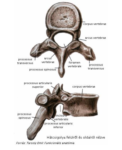 Csigolyák szerkezete: 1. foramen vertebrale : csigolyalyuk Középen. Gerincvelő helye. 2. corpus vertebrae : csigolyatest Köztük: porckorongok (discusok) 3. arcus vertebrae : csigolyaív 4.