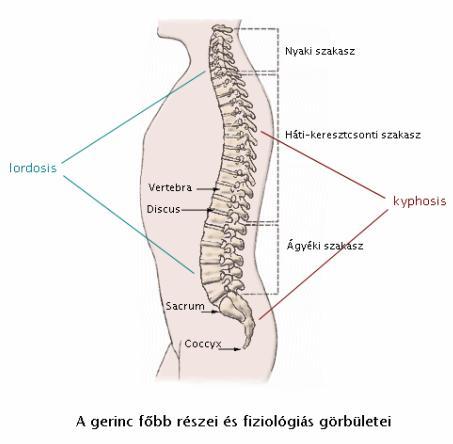 Gerinc: Enyhén kettős S-alakú Gerincferdülés = scoliosis: elhajlás a sagittalis iránytól jobbra vagy balra. Gerinc mozgásai: ágyéki, nyaki szakasz a legmozgékonyabb: előre, hátra, oldalt.