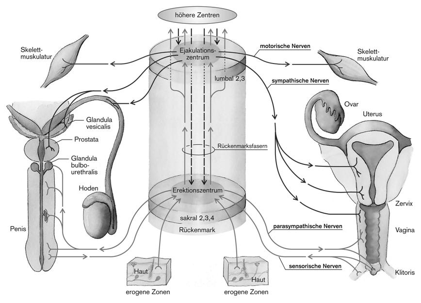 Magasabb idegi központok + oxitocin felszabadulás vázizom Ejakuláció központja motoros ideg vázizom Szimpatikus Th10-L2 szimpatikus ideg gerincvelő Erekció központja Cervix Sacralis paraszimpatikus