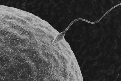 Megtermékenyítés és beágyazódás Spermiumok száma: az ejakulátumban - 150 millió az uterusban - 100 000 a petevezetékben - 200 megtermékenyítés - 1 A spermiumok az ejakulációt követően max.