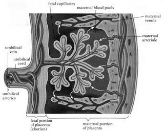 Placenta A placentában az anyai vér az intervillosus üregrendszerben áramlik. Ebben lebegnek a chorion-bolyhok hálózatszerű elágazódásai.