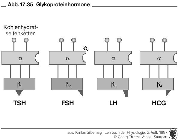 (HPL) terhességi hét hcg Human chorion-gonadotropin