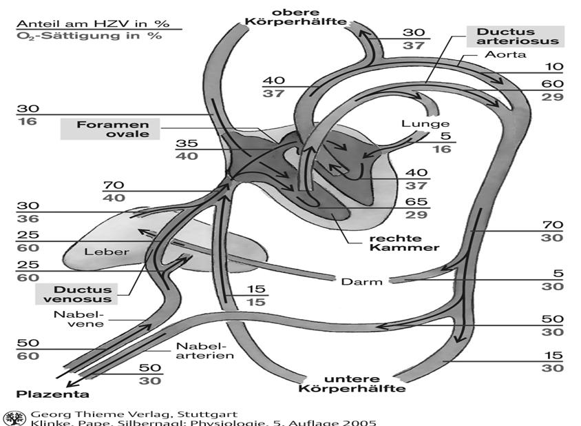 Magzati keringés Perctérfogat % O 2 -szaturáció % felső testfél Botalli TÜDŐ Tüdőben a keringési ellenállás nagy (hipoxiás vazokonstrikció) HbF (α 2 γ 2 ) O 2 szállítása máj jobb kamra köldök véna