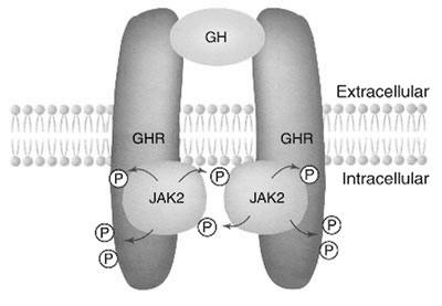 A receptor a hormon megkötését követően dimerizáció révén aktiválódik A receptor extracelluláris része enzimatikus hasítással szabaddá válhat és a keringésben GH-kötő